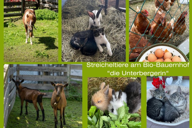 die Unterbergerin